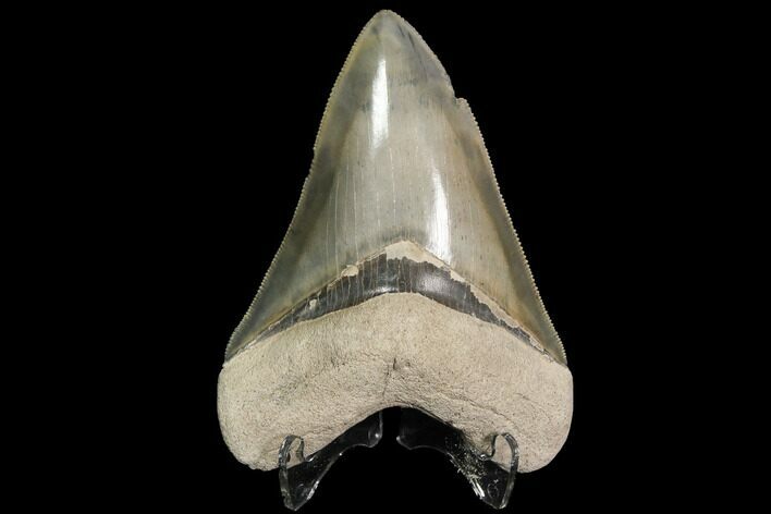 Serrated, Fossil Megalodon Tooth - Georgia #92480